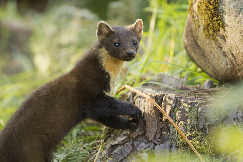 Pine marten conservation | The Wildlife Trusts